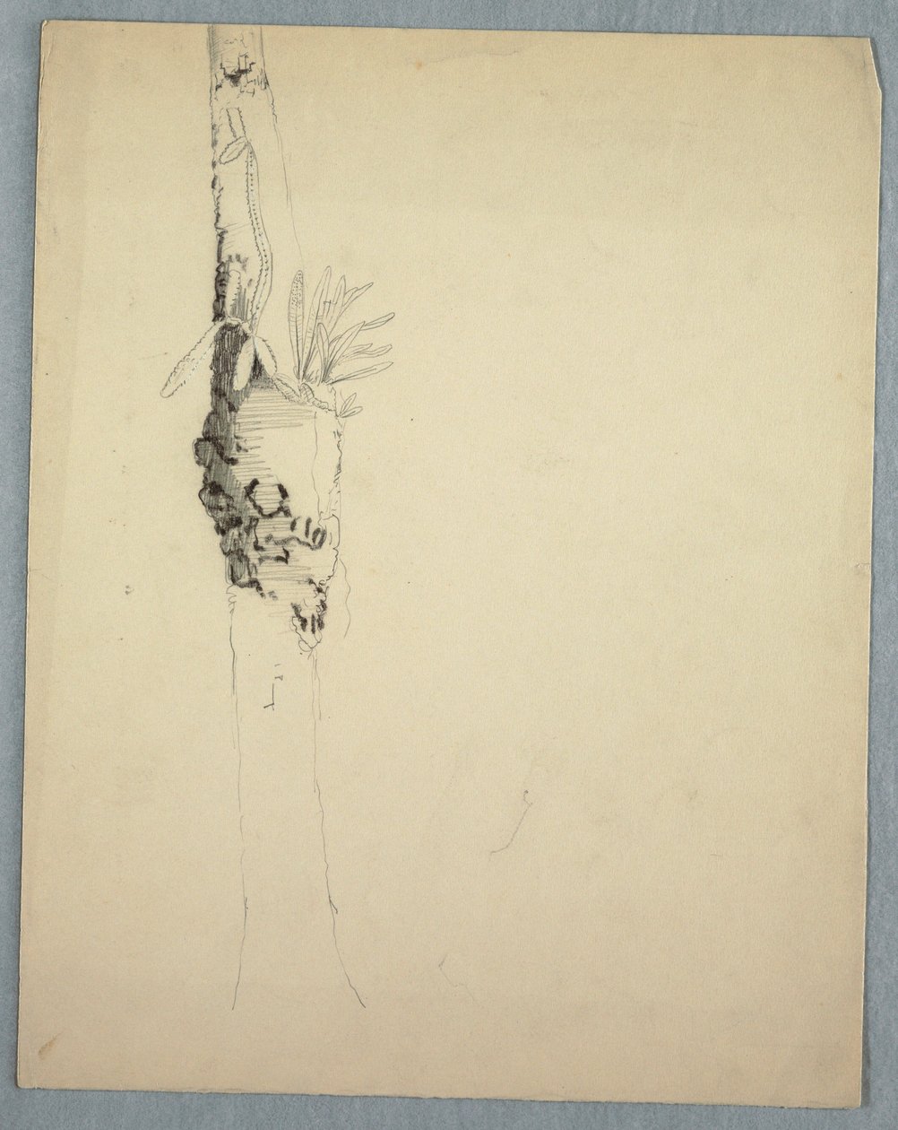 Tree Trunk with Parasitical Plants, Jamaica, May–August 1865 by Frederic Edwin Church