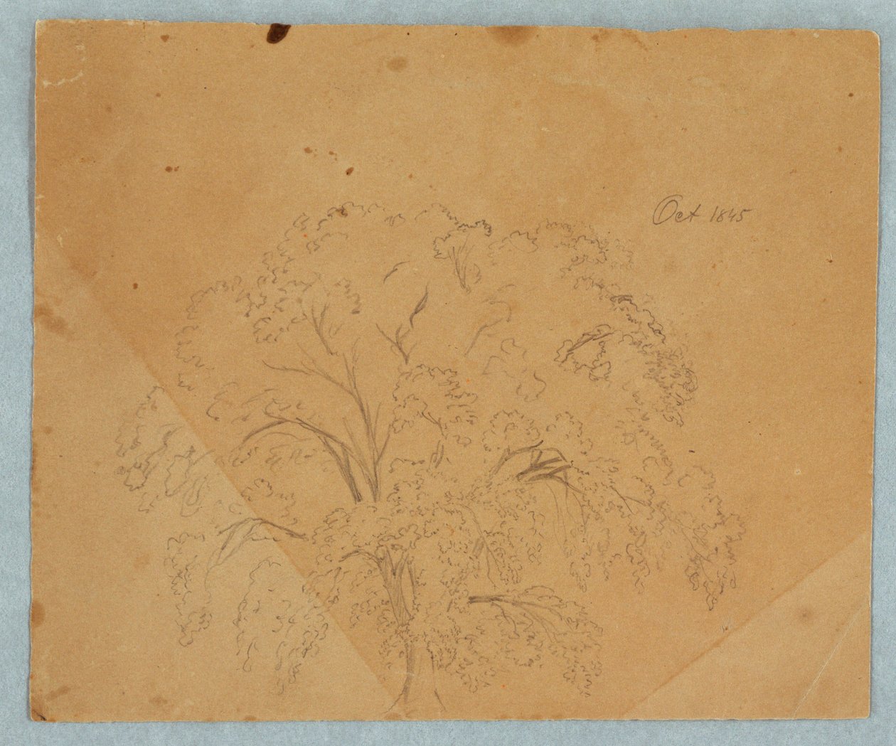 Tree; Verso: View of a Church, Two English Women of 1636, Study of a Horse, October 1845 by Frederic Edwin Church