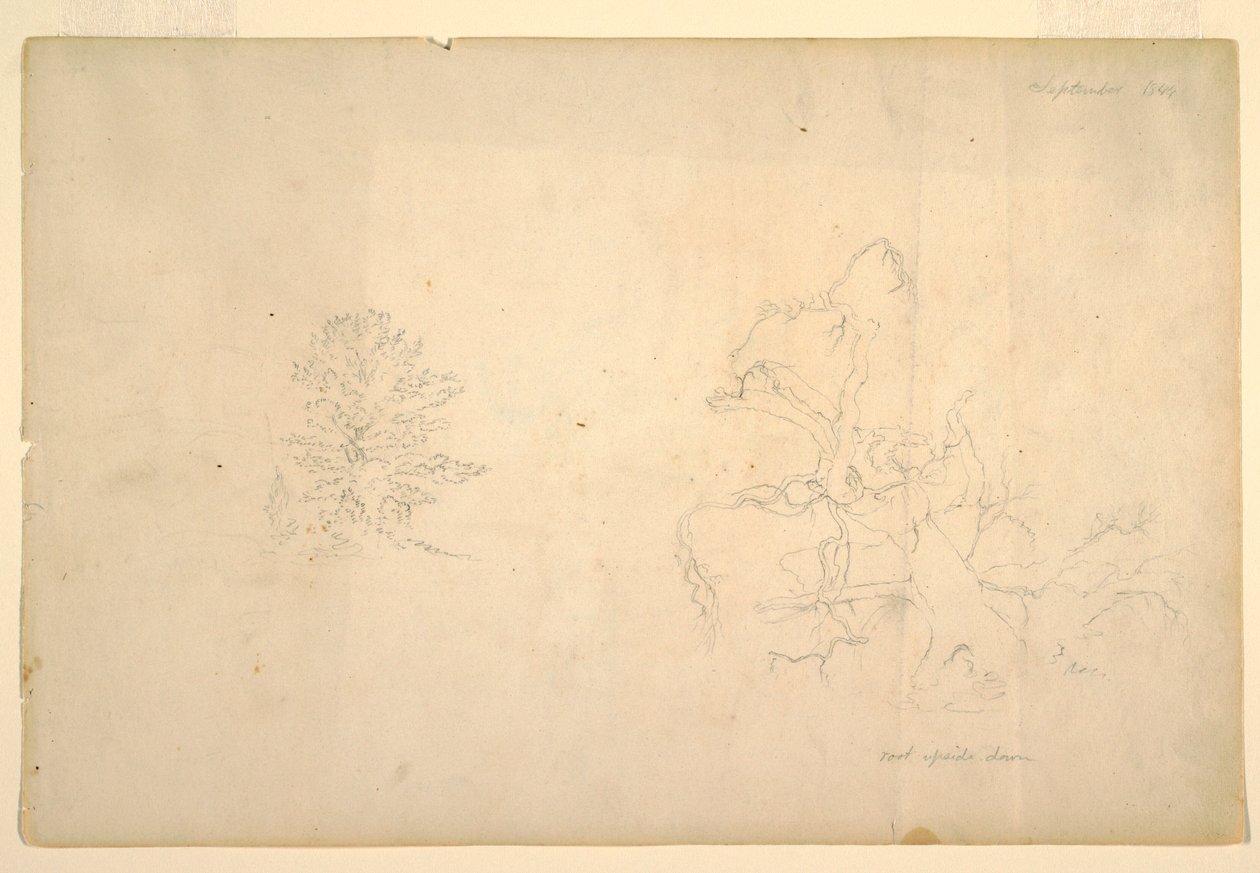 Tree and Dead Tree Trunk, September 1844 by Frederic Edwin Church