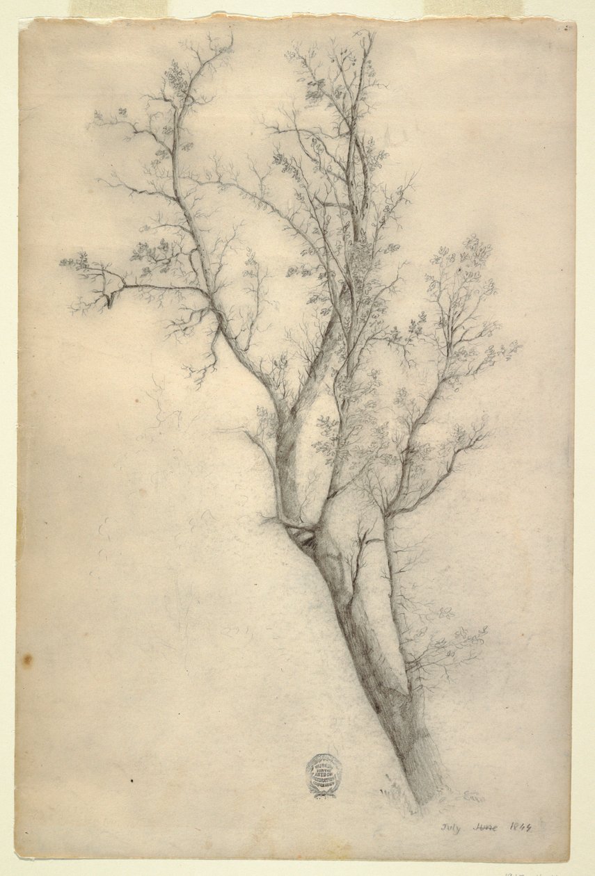 Tree with Many Boughs, July 1844 by Frederic Edwin Church