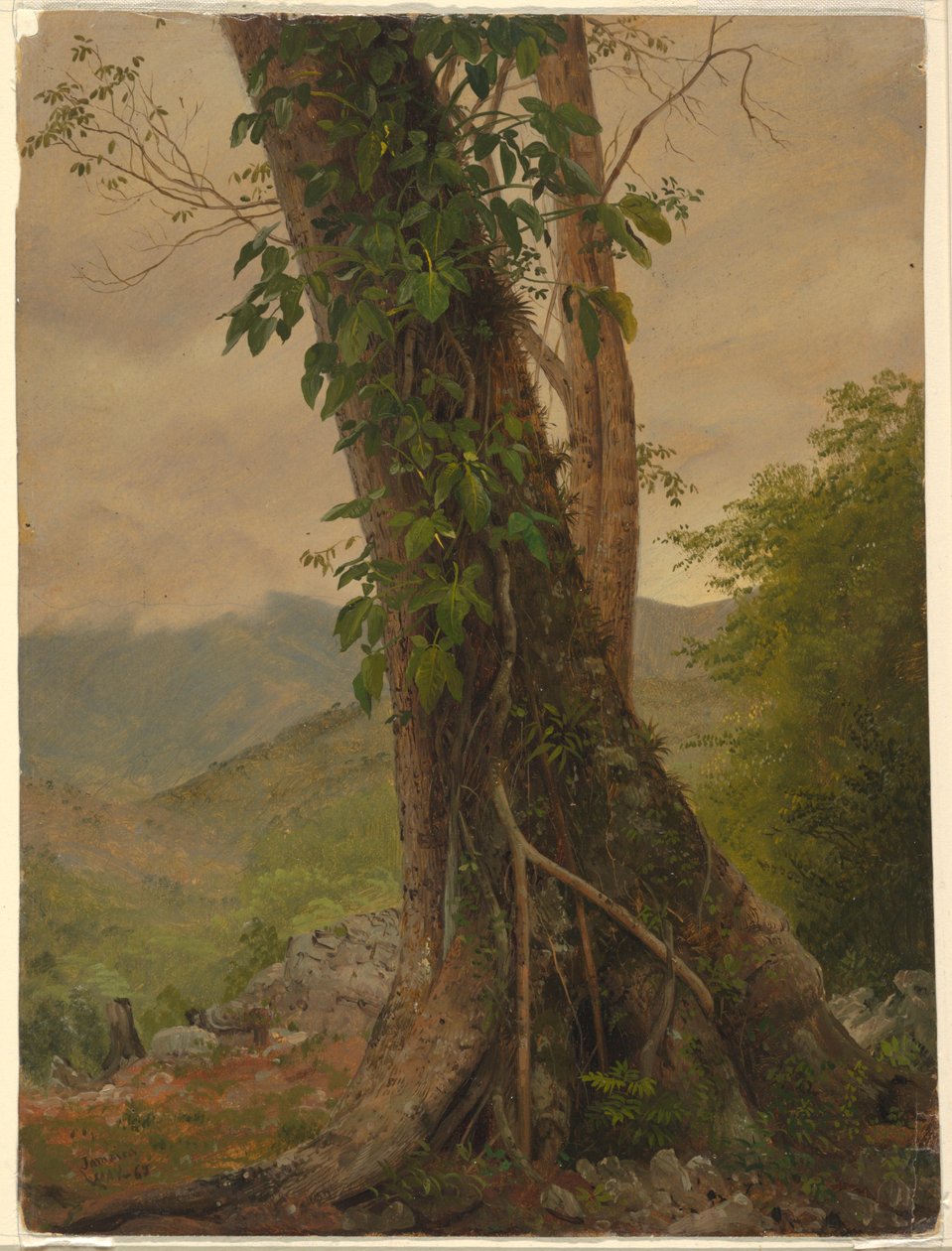 Tree with Vines, Jamaica, West Indies, May 1865 by Frederic Edwin Church