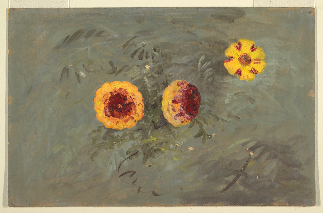 Zinnias, 1860–70 by Frederic Edwin Church