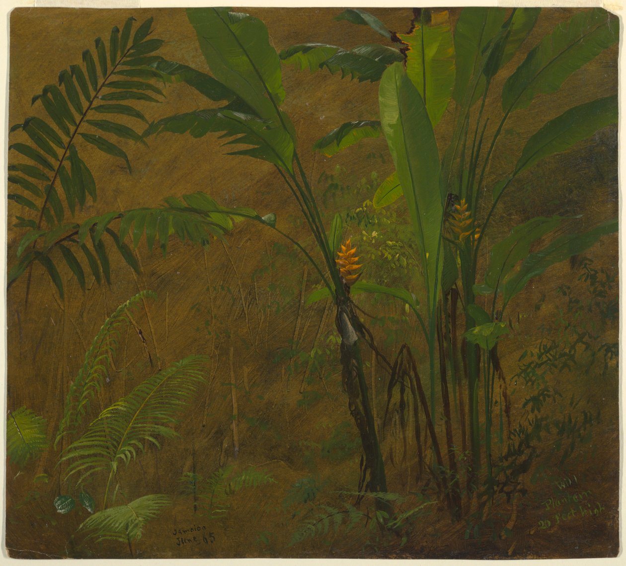 Ferns and Wild Plantain, Jamaica by Frederic Edwin Church