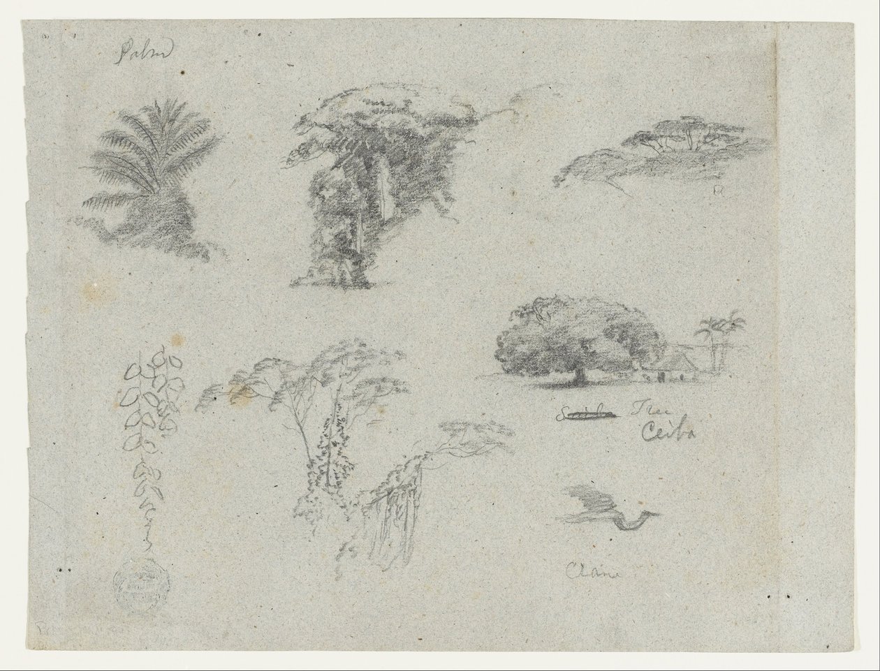 Sketches from South America. Botanical sketches. Flying crane. by Frederic Edwin Church