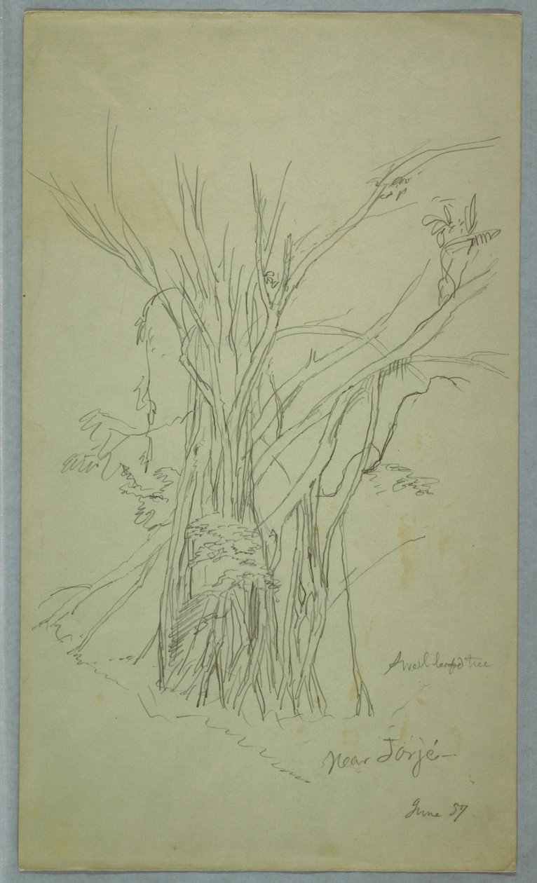 Tree with Many Separated Trunks near Jorje, Ecuador by Frederic Edwin Church