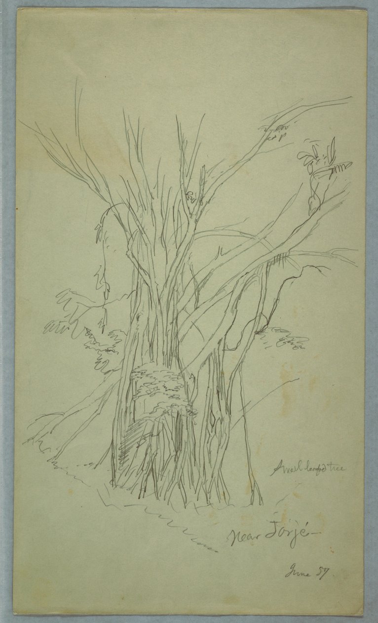 Tree with Many Separated Trunks near Jorje, Ecuador, June 1857 by Frederic Edwin Church