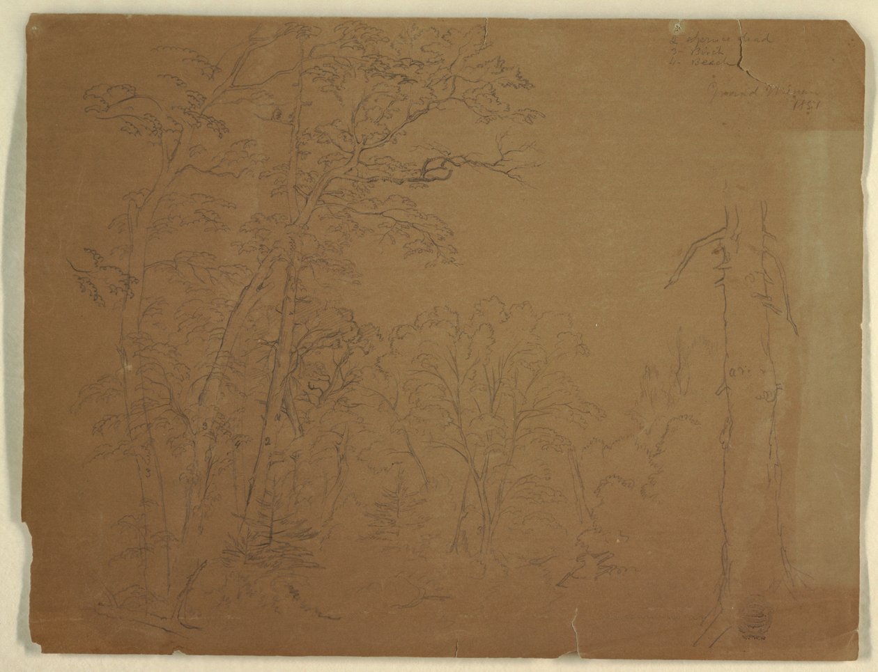 Trees, Grand Manan Island, Canada by Frederic Edwin Church
