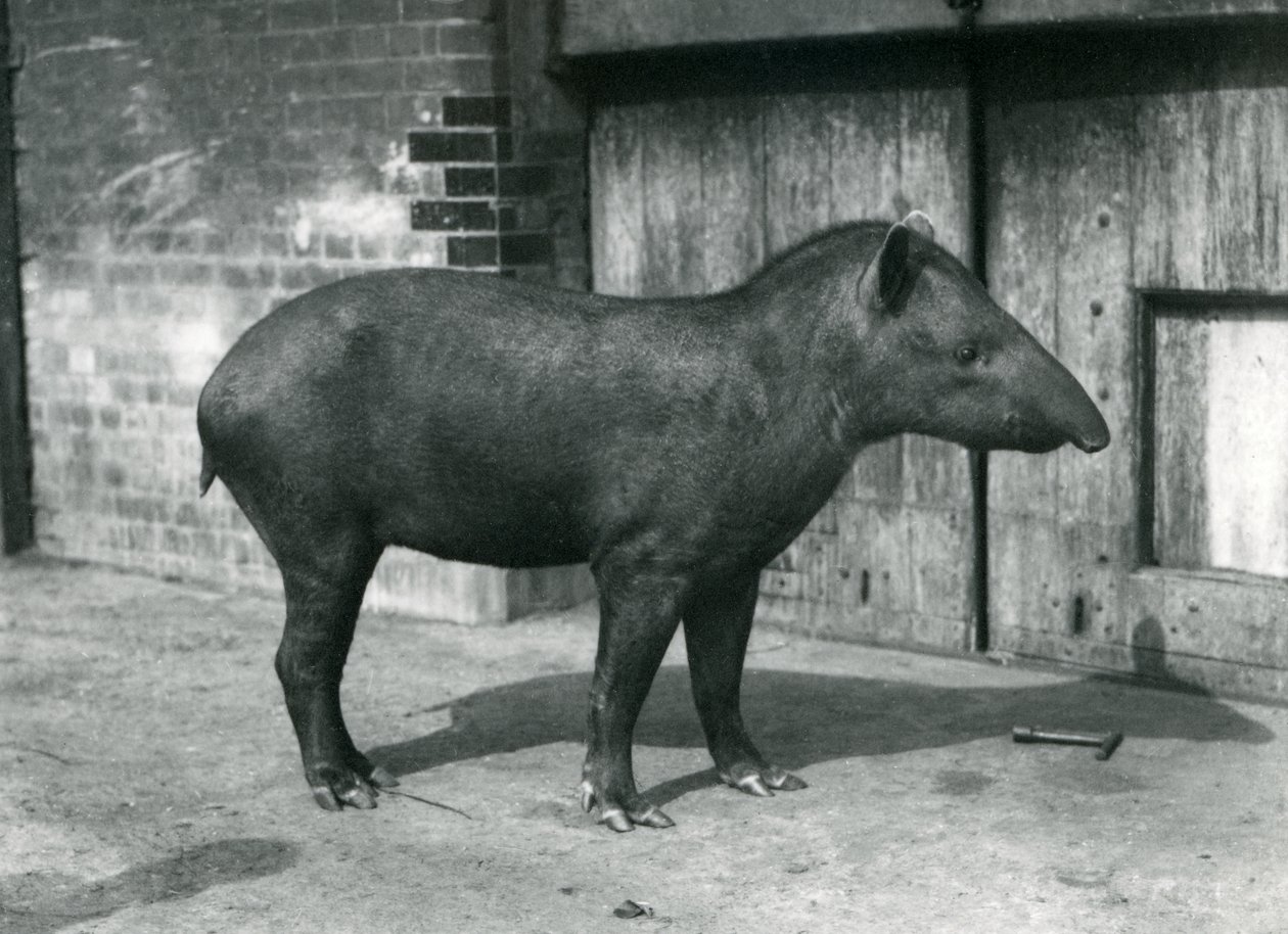 A Brazilian or South American Tapir at London Zoo, September 1922 by Frederick William Bond