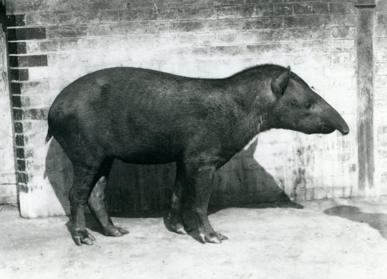 A Brazilian South American Tapir at London Zoo, October 1922 by Frederick William Bond