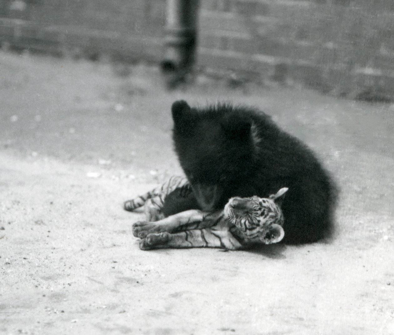 A Brown Bear cub plays with a Tiger cub at London Zoo, April 1914 by Frederick William Bond