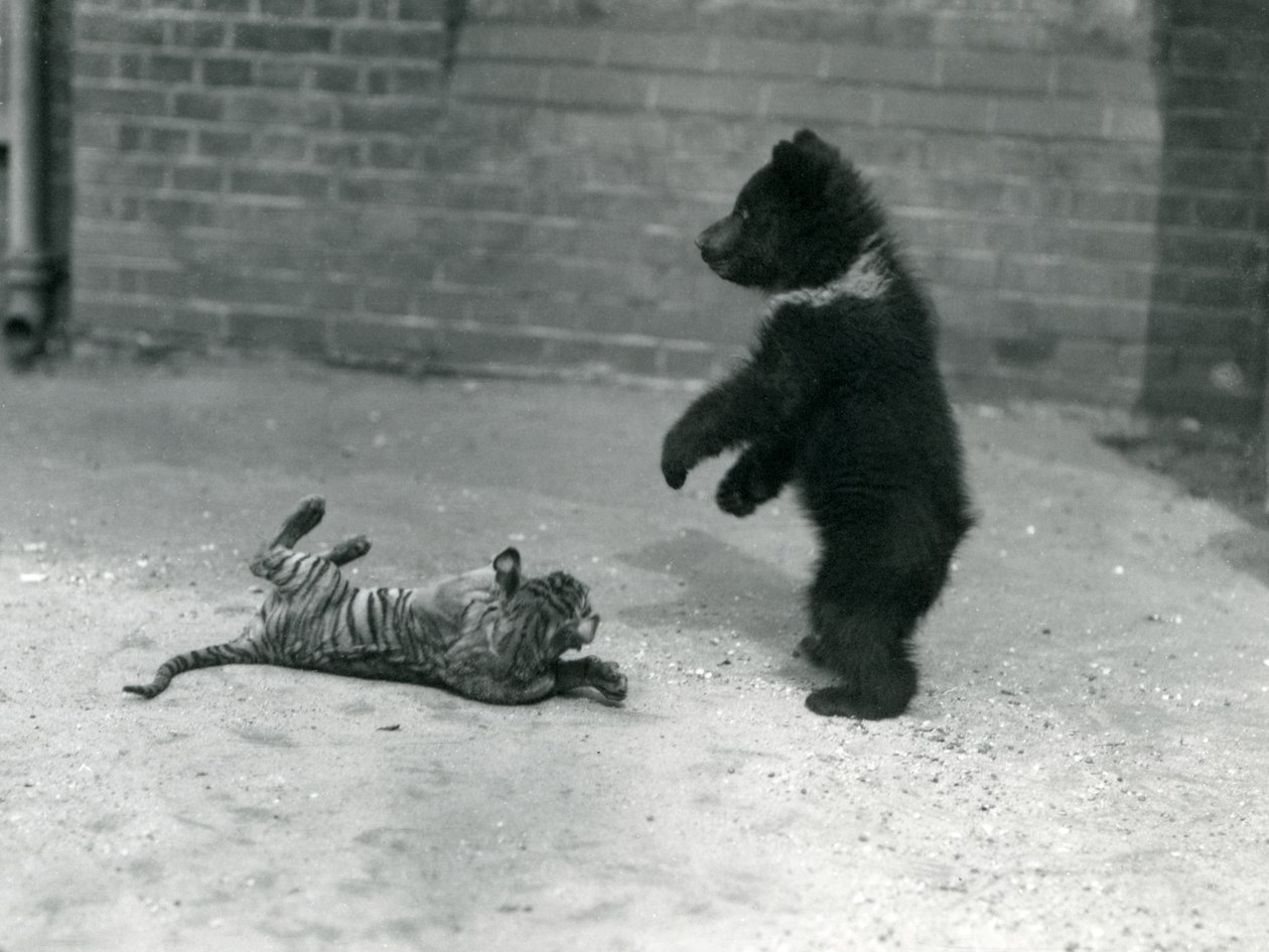 A Brown Bear Cub Plays with a Tiger Cub at London Zoo, April 1914 by Frederick William Bond