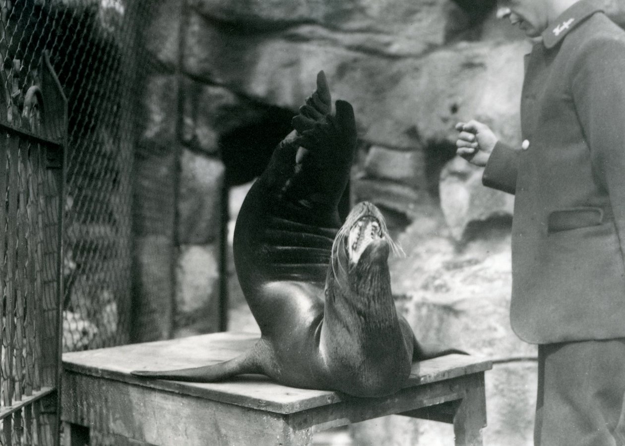 A Californian Sealion performs for its keeper at London Zoo, July 1921 by Frederick William Bond