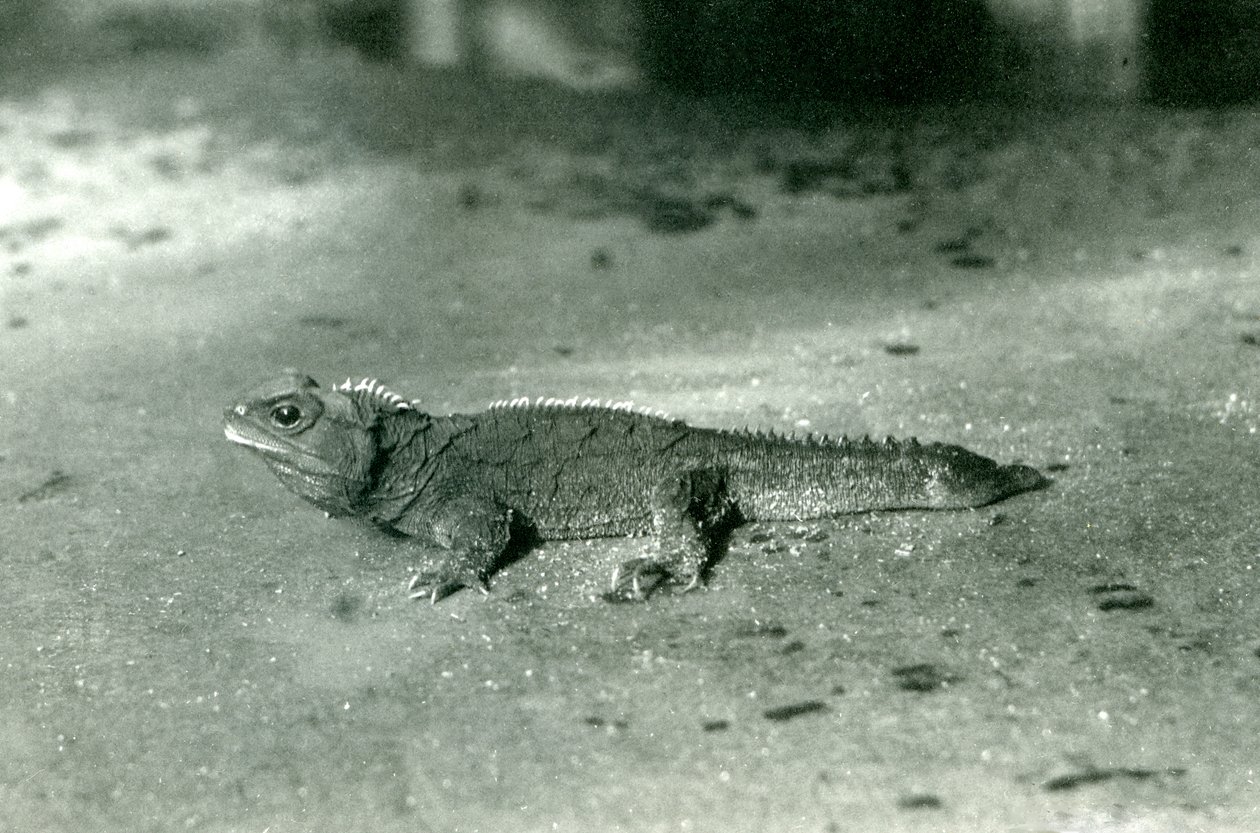 A Cook Strait, or Northern Tuatara at London Zoo, c.1923 by Frederick William Bond