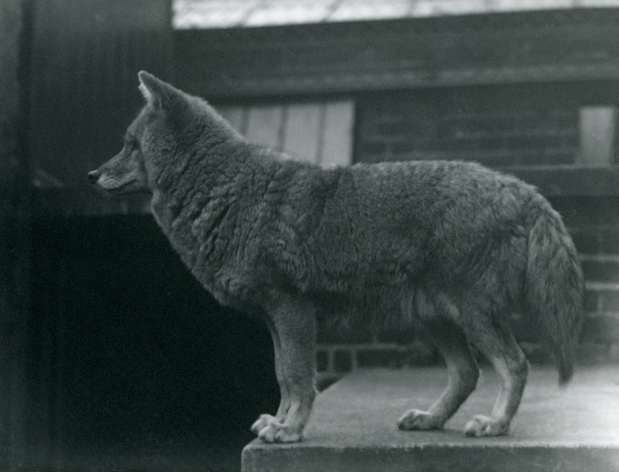 A Coyote at London Zoo, October 1920 by Frederick William Bond