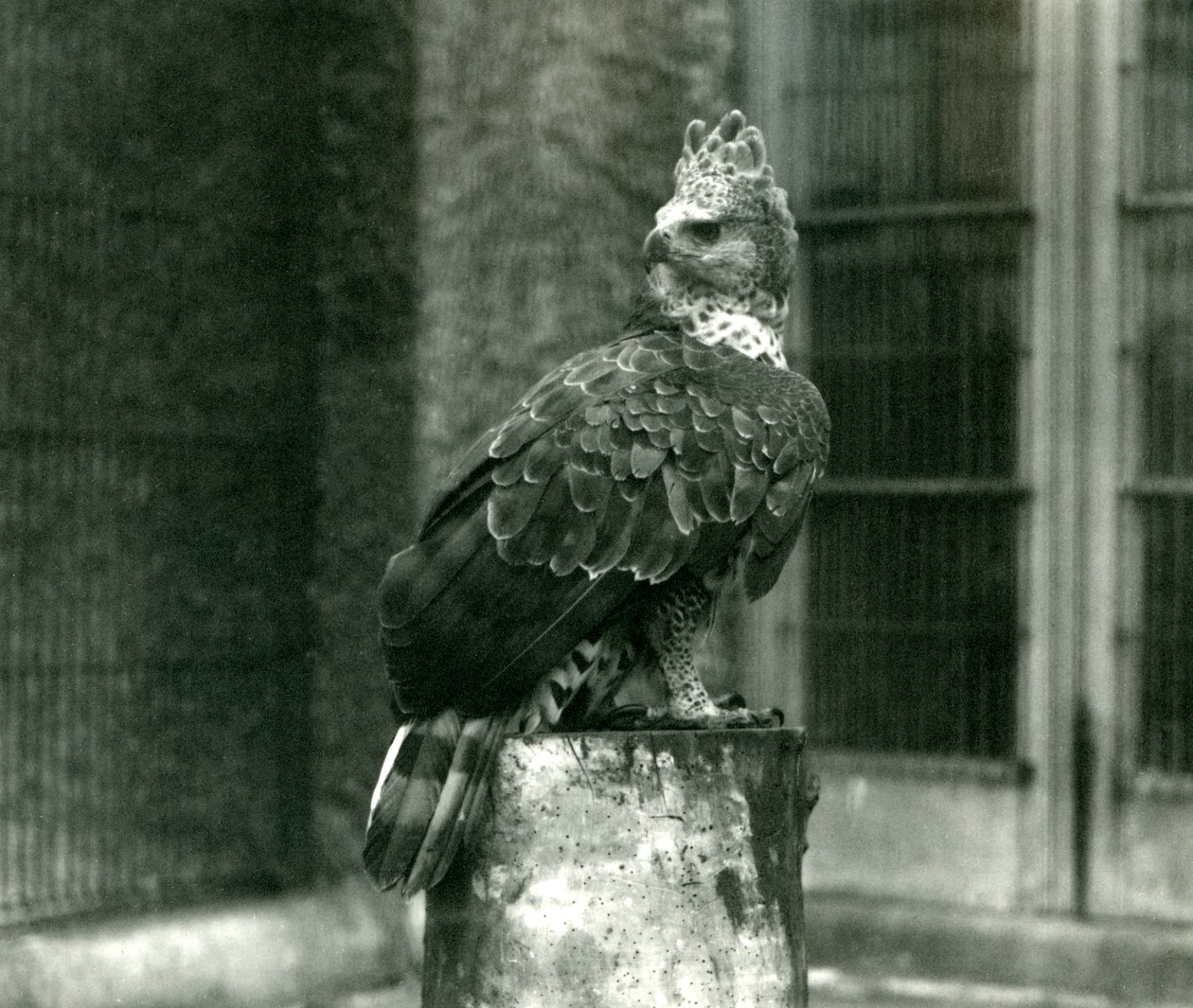 A Crowned Eagle at London Zoo, June 1922 by Frederick William Bond
