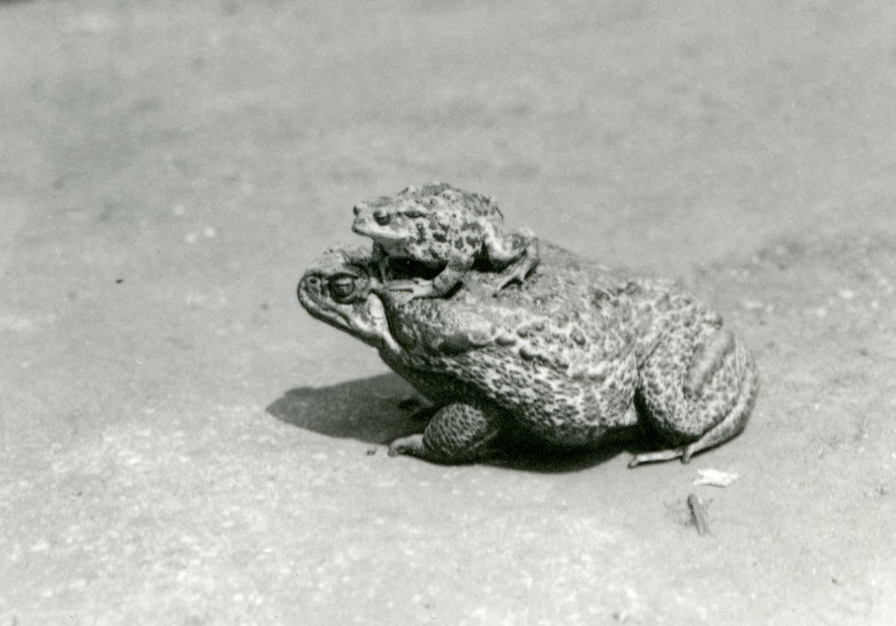 A European Toad Sitting on a Giant Cane Marine Toad, London Zoo, August 1923 by Frederick William Bond