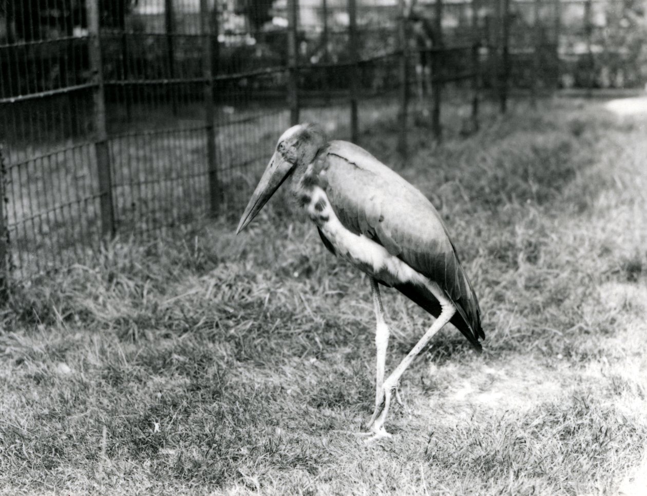 A Javan Adjutant standing at London Zoo, September 1923 by Frederick William Bond
