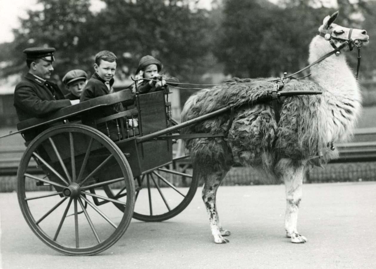 A Llama Cart ride with keeper and children at London Zoo, May 1914 by Frederick William Bond
