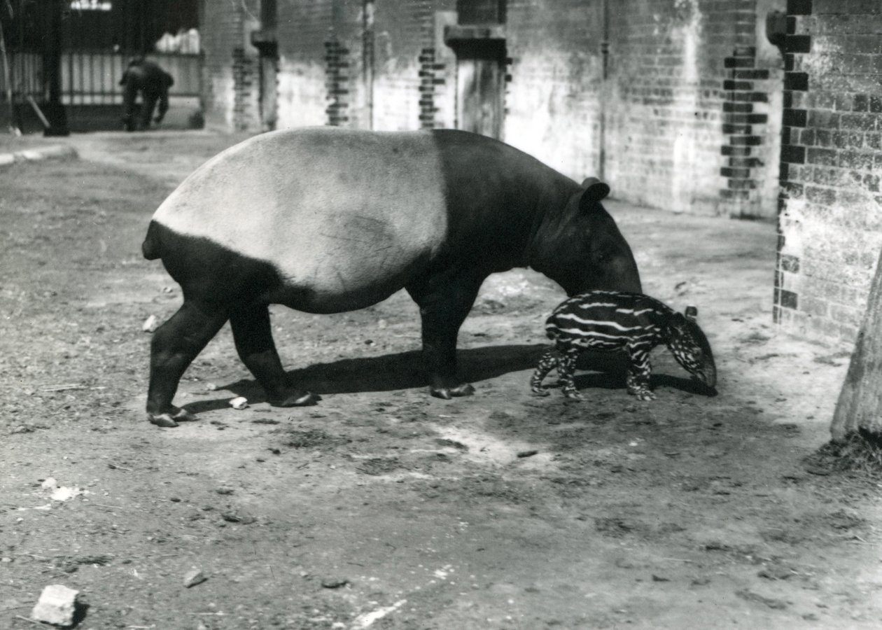 A Malayan Tapir with its 4 day old baby at London Zoo, July 1921 by Frederick William Bond