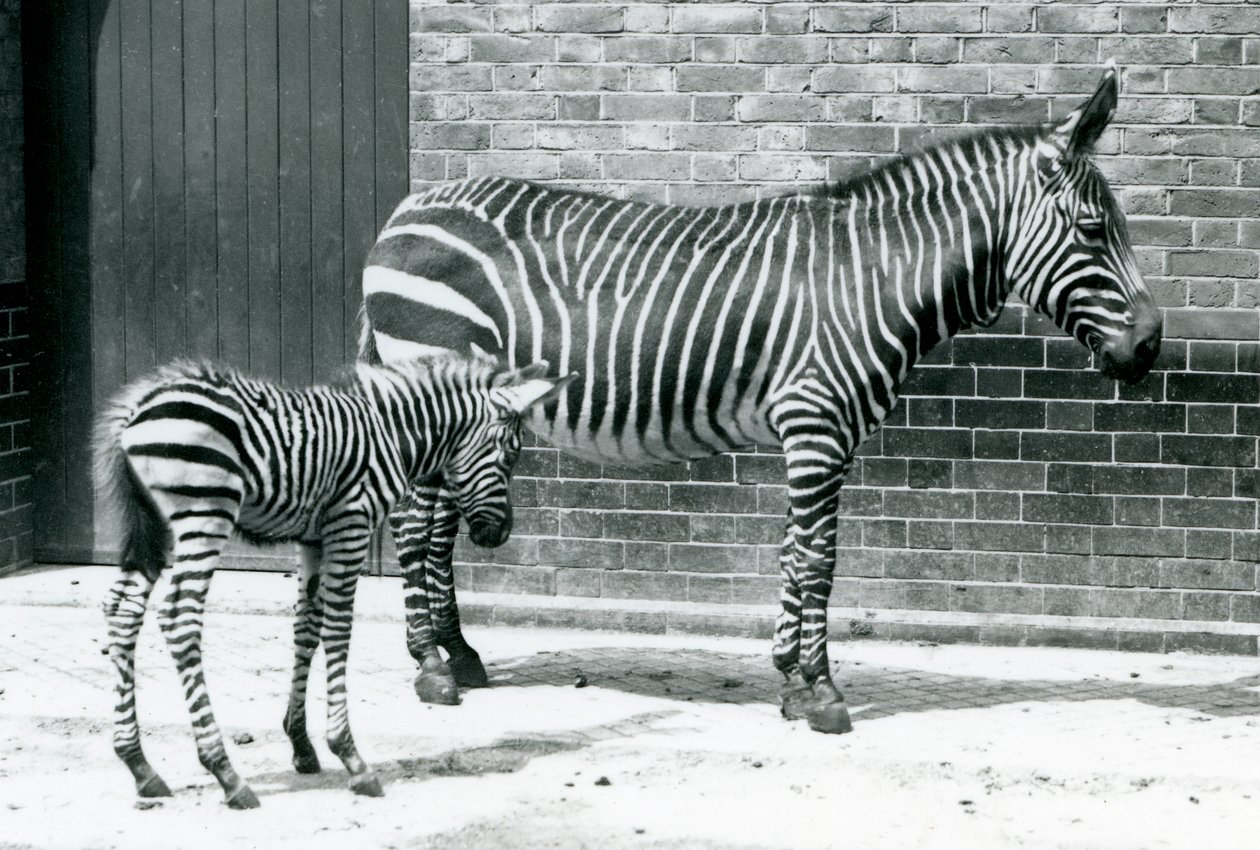 A Mountain Zebra with Her Hybrid Foal (Chapman