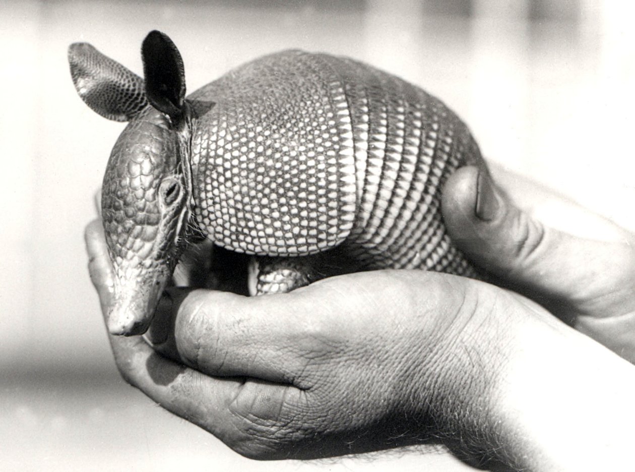 A Nine-banded Armadillo, or Nine-banded Long-nosed Armadillo by Frederick William Bond