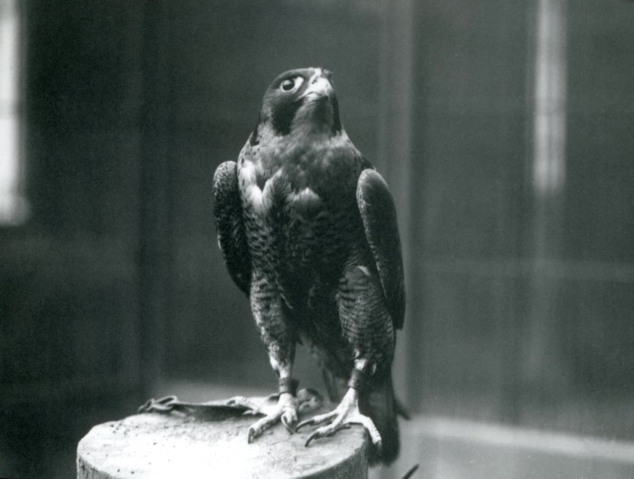 A Peregrine Falcon at London Zoo, January 1922 by Frederick William Bond