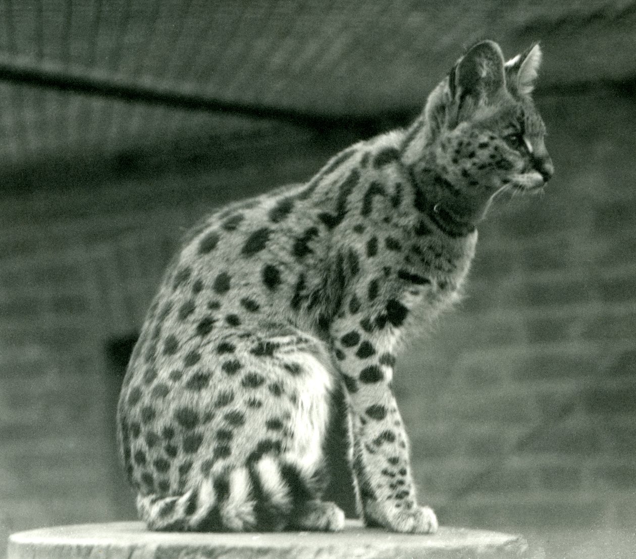 A Serval at London Zoo, 1923 by Frederick William Bond