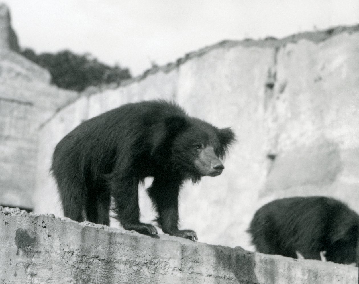 A Sloth Bear Looks Down from Its Enclosure in Front of the Mappin Terraces, London Zoo by Frederick William Bond