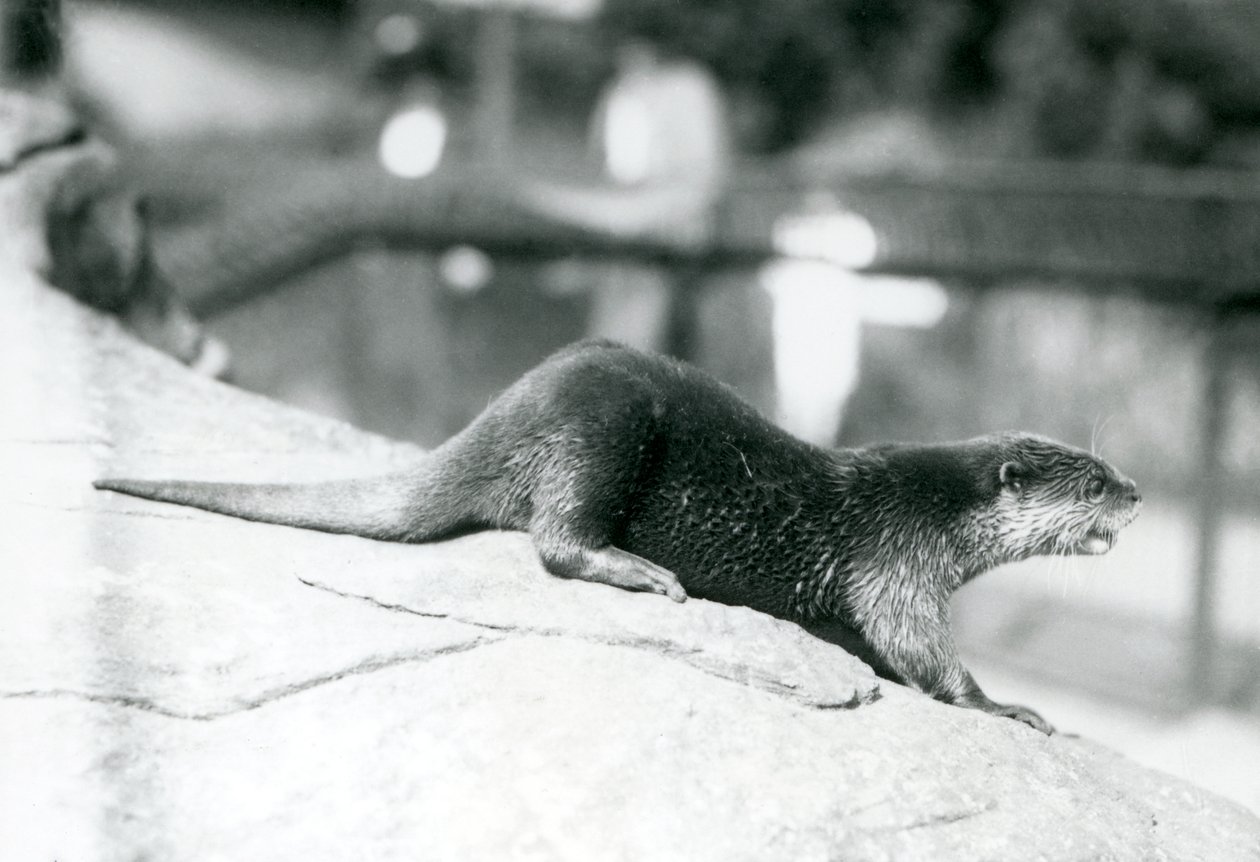 A Small-Clawed Otter at London Zoo, August 1913 by Frederick William Bond