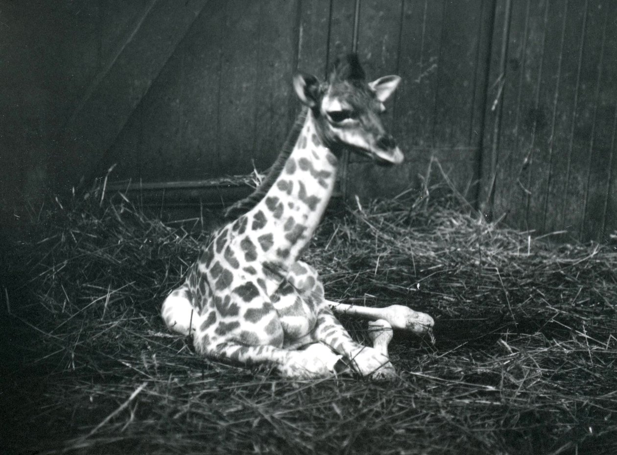 A Baby Giraffe, About 7 Hours Old, Sitting Amongst Hay at London Zoo, March 1913 by Frederick William Bond