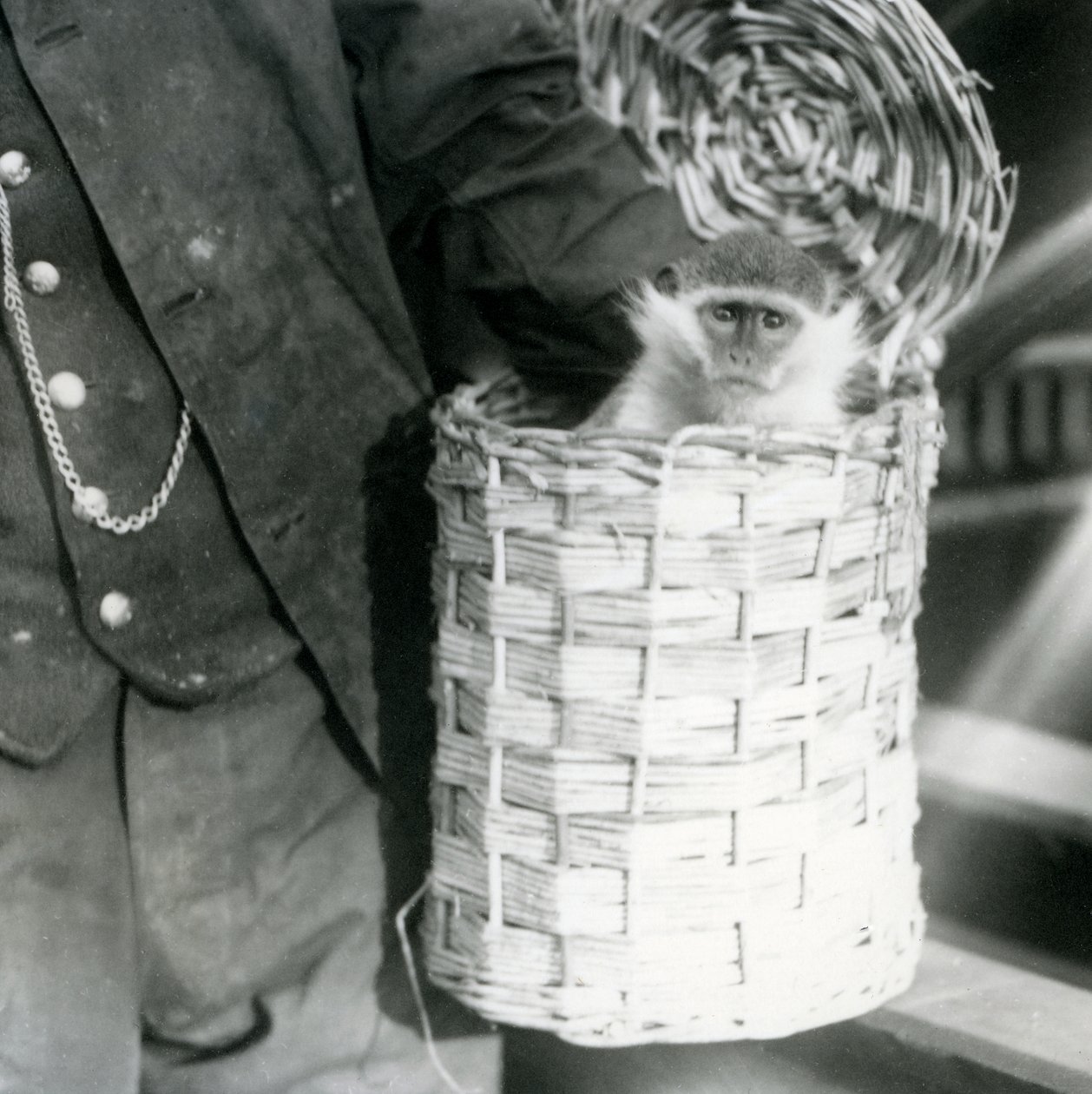 A keeper holds an Old World Monkey in a hamper, London Zoo, December 1922 by Frederick William Bond