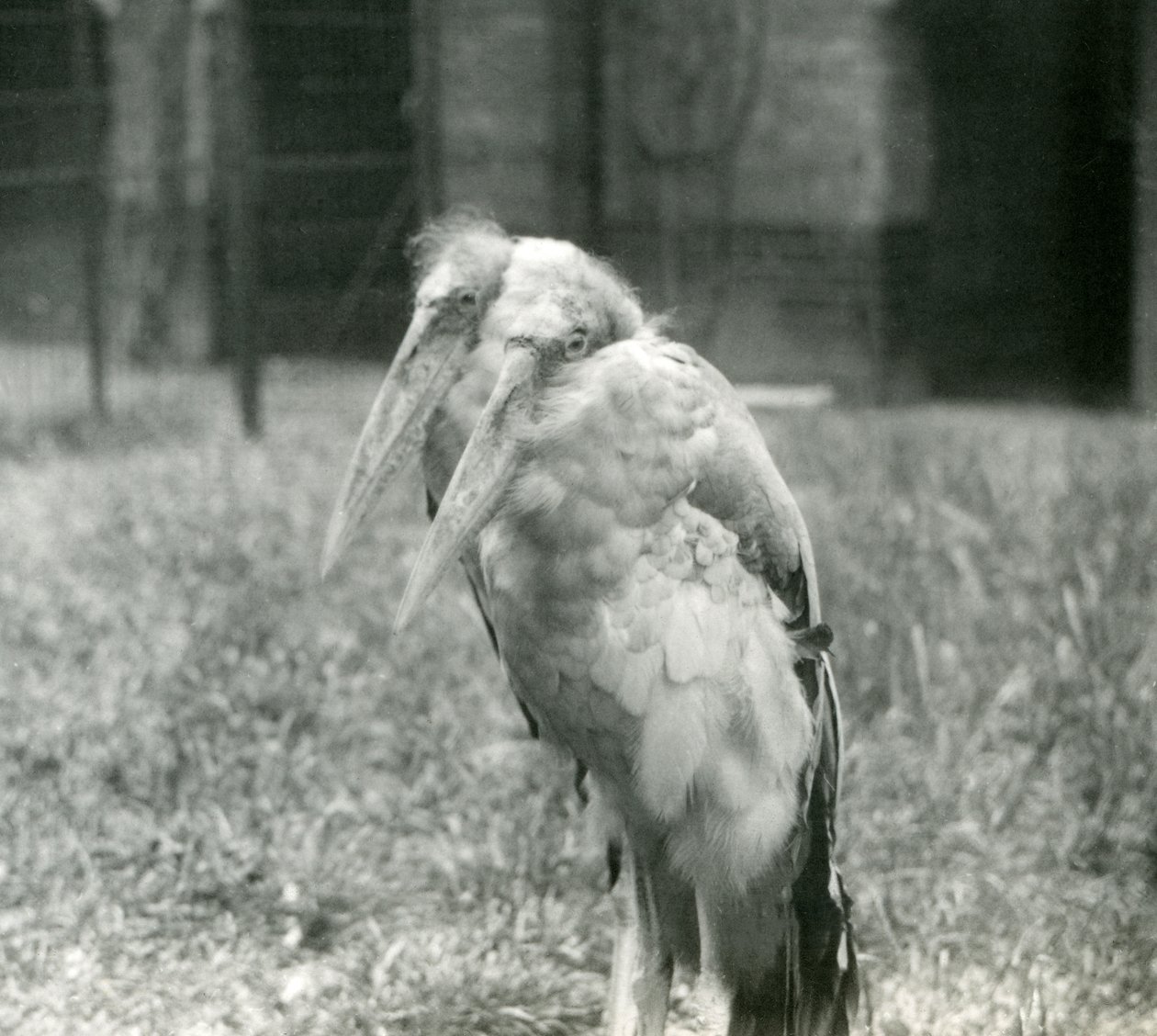A Pair of Greater Indian Adjutant Storks at London Zoo, September 1923 by Frederick William Bond