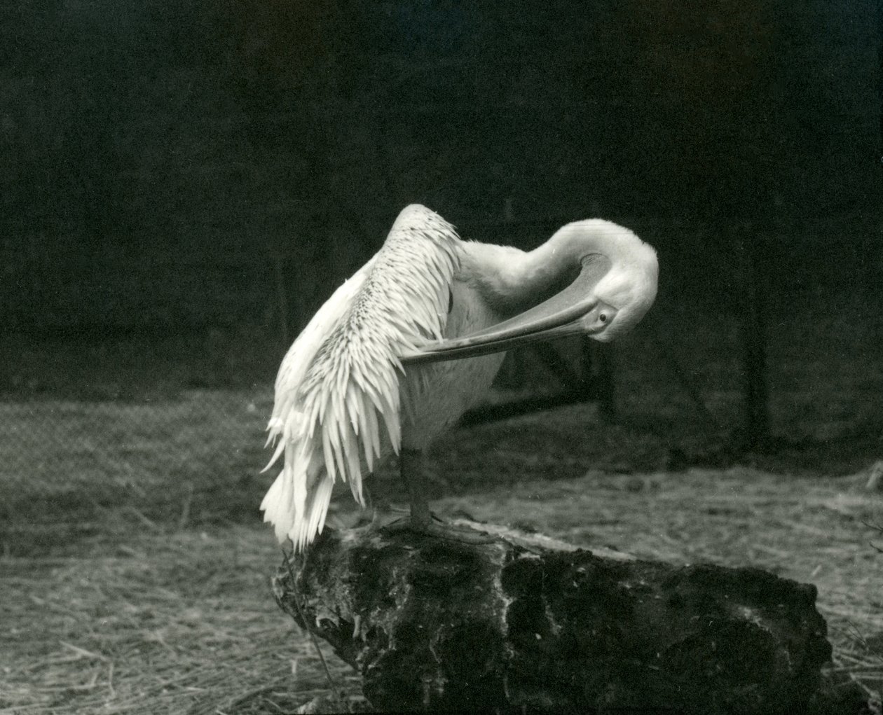 A pelican preening its wing at London Zoo by Frederick William Bond