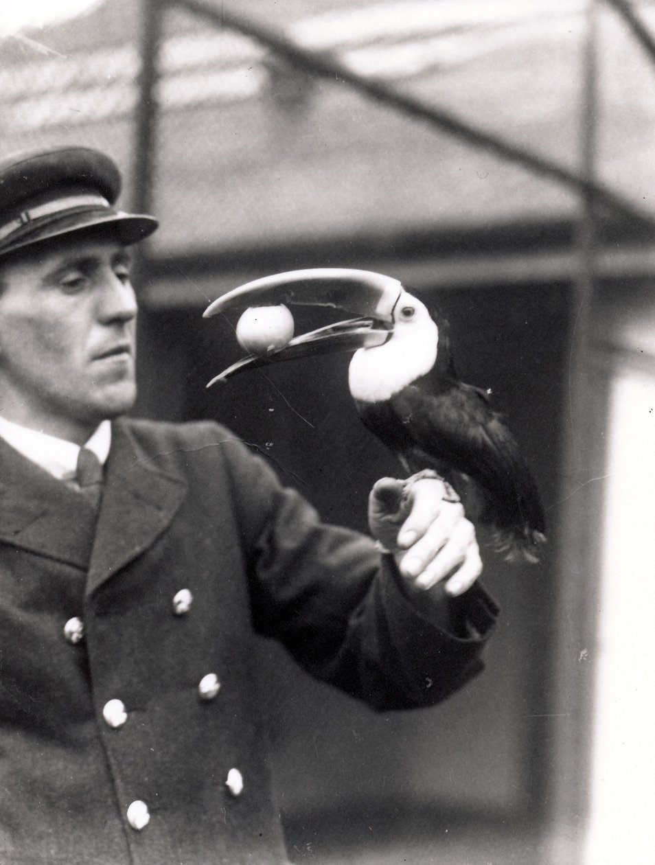 A Toucan Holds an Egg in Its Mouth on the Arm of a Keeper, 1924 by Frederick William Bond