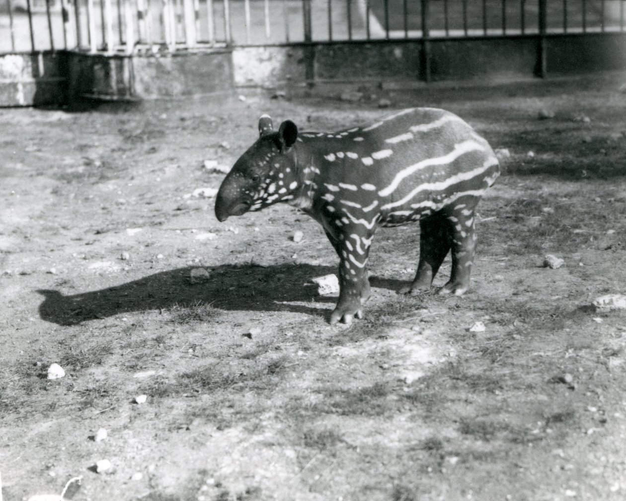 A Young Malayan Tapir at London Zoo by Frederick William Bond