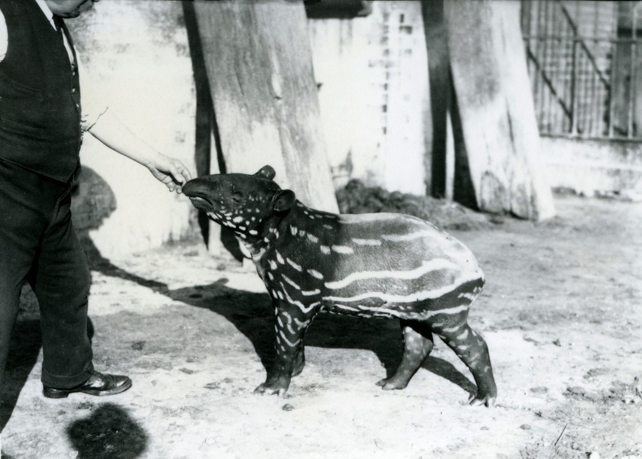 A Young Malayan Tapir with Keeper at London Zoo, 18th October 1921 by Frederick William Bond