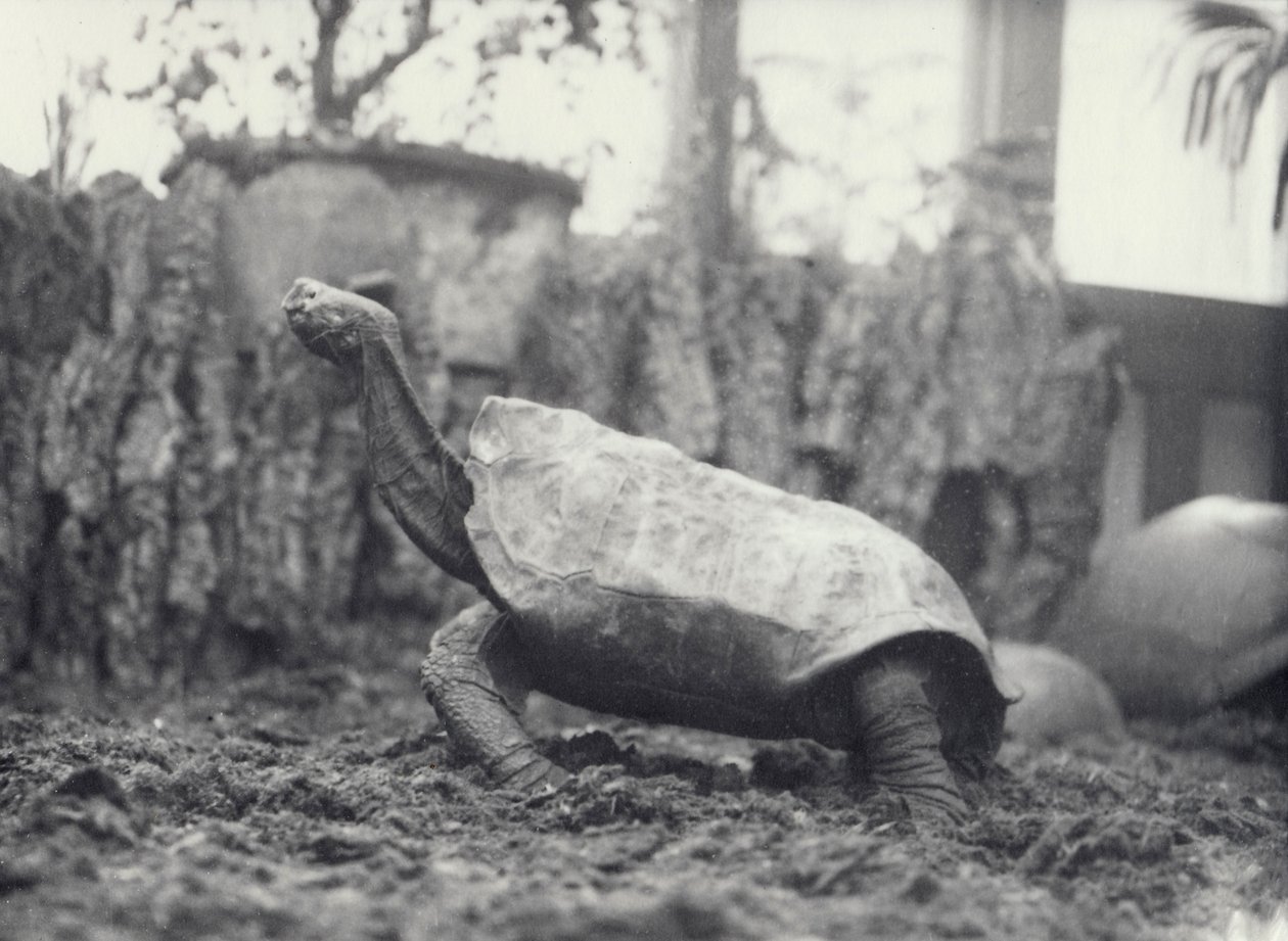 Abingdon Pinta Island Giant Tortoise at London Zoo, March 1914 by Frederick William Bond