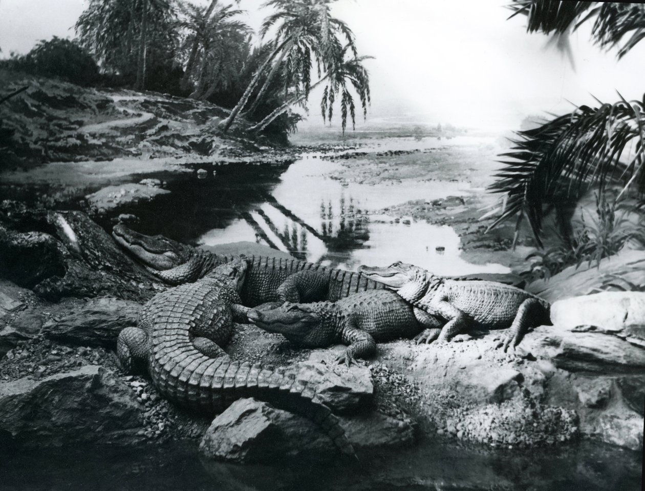 Alligators, in a panorama setting, at London Zoo, 1928 by Frederick William Bond