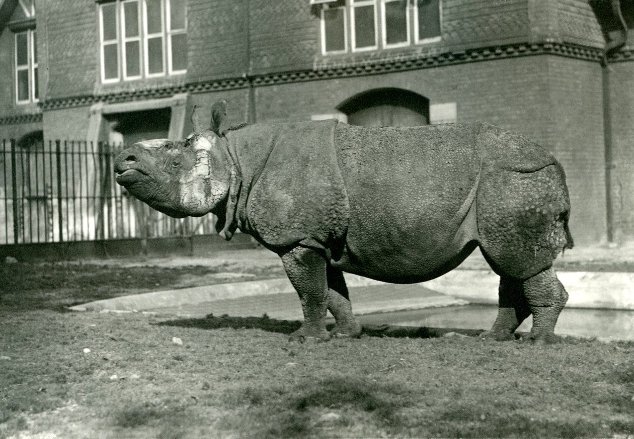 An Indian Rhinoceros at London Zoo by Frederick William Bond