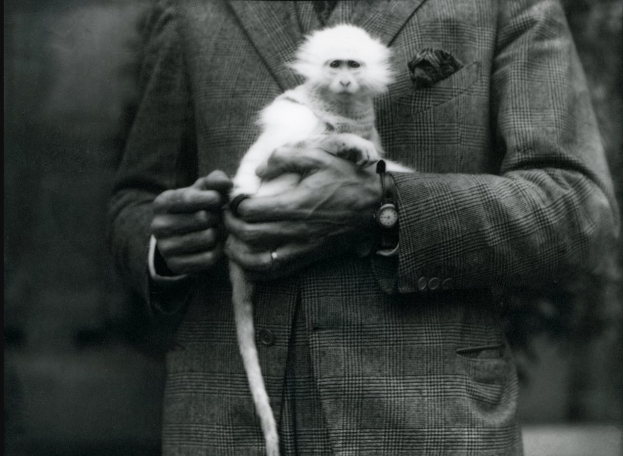An albino Old World Monkey, genus Ceropithecus, being held at London Zoo, July 1922 by Frederick William Bond