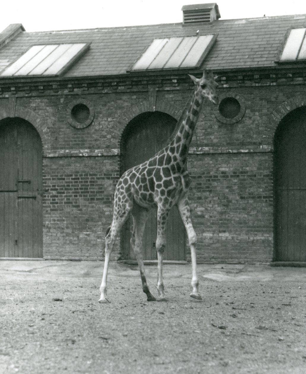 Female Giraffe Maud, Standing in the Paddock Outside the Giraffe House, London Zoo, 1923 by Frederick William Bond