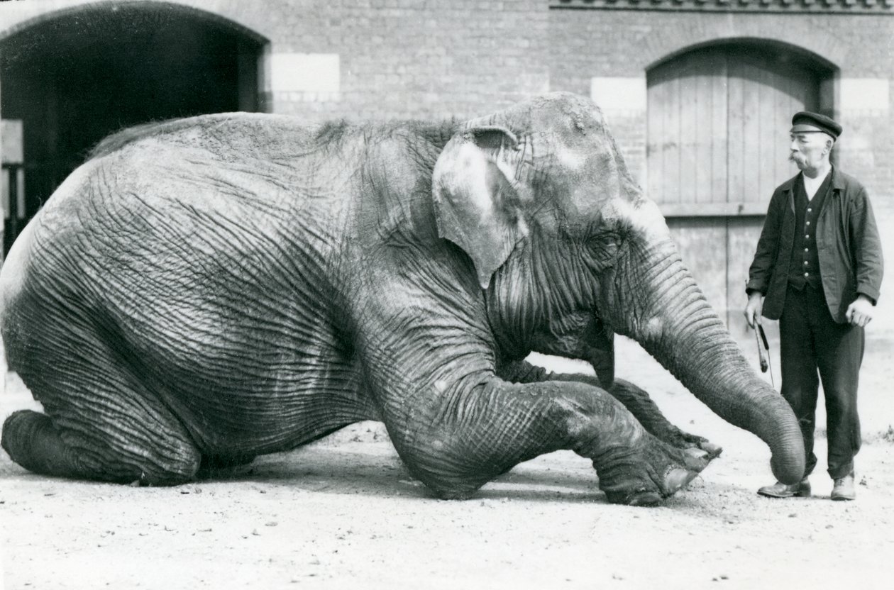 Female Indian Elephant 