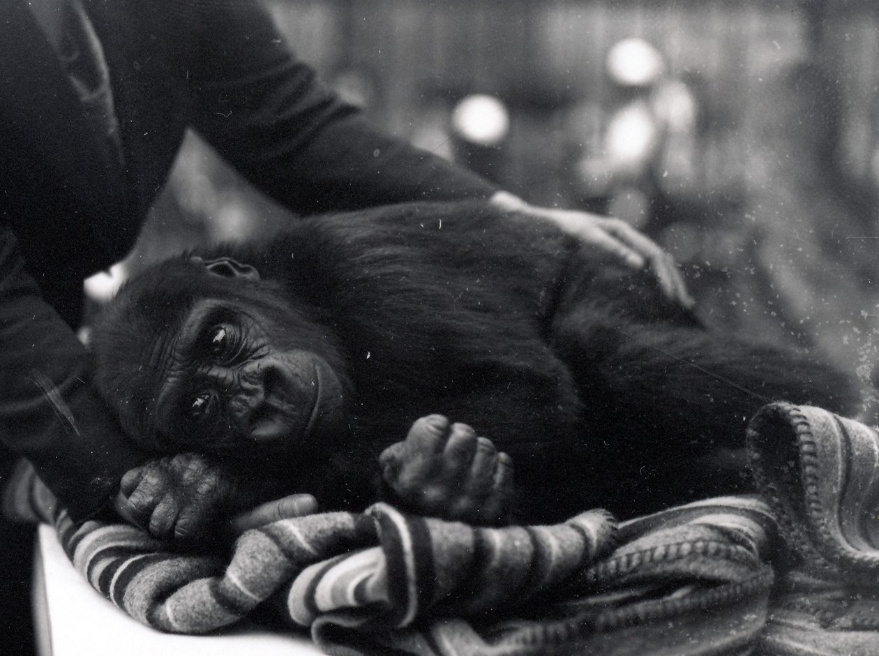 Five year old Gorilla lying down, being comforted by a keeper by Frederick William Bond