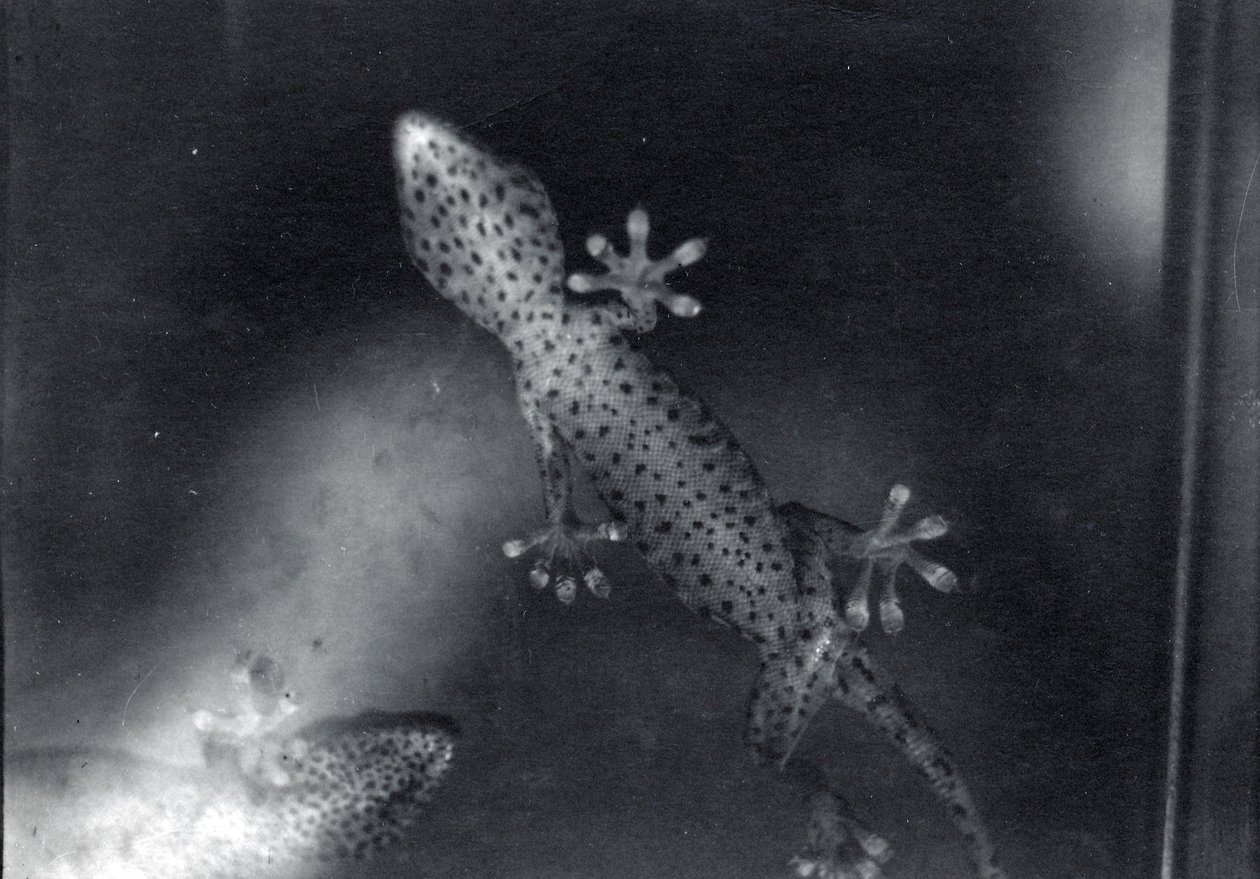 Gecko on glass by Frederick William Bond