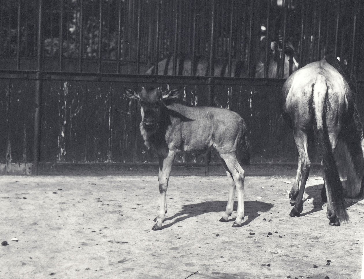 Gnu or Wildebeest and Young at London Zoo, August 1917 by Frederick William Bond