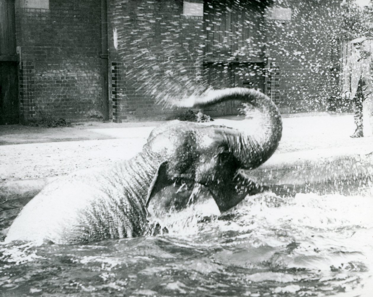 Indiarani Bathing in Her Pool, London Zoo, August 1923 by Frederick William Bond