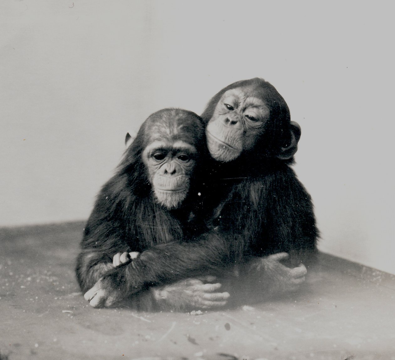 Johnnie and a Friend, Two of ZSL London Zoo