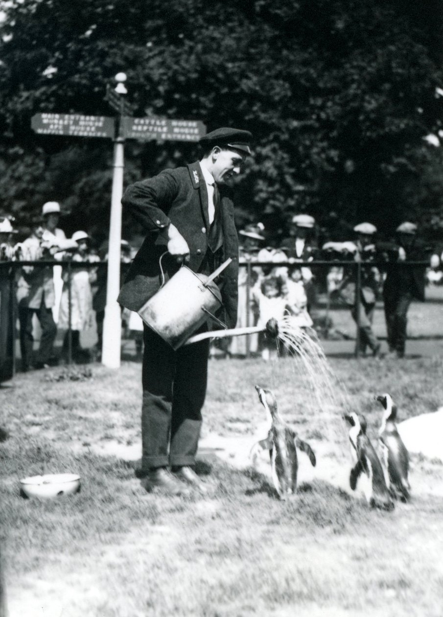 Keeper, Ernie Sceales, gives three penguins a shower from a watering can, London Zoo, 1919 by Frederick William Bond