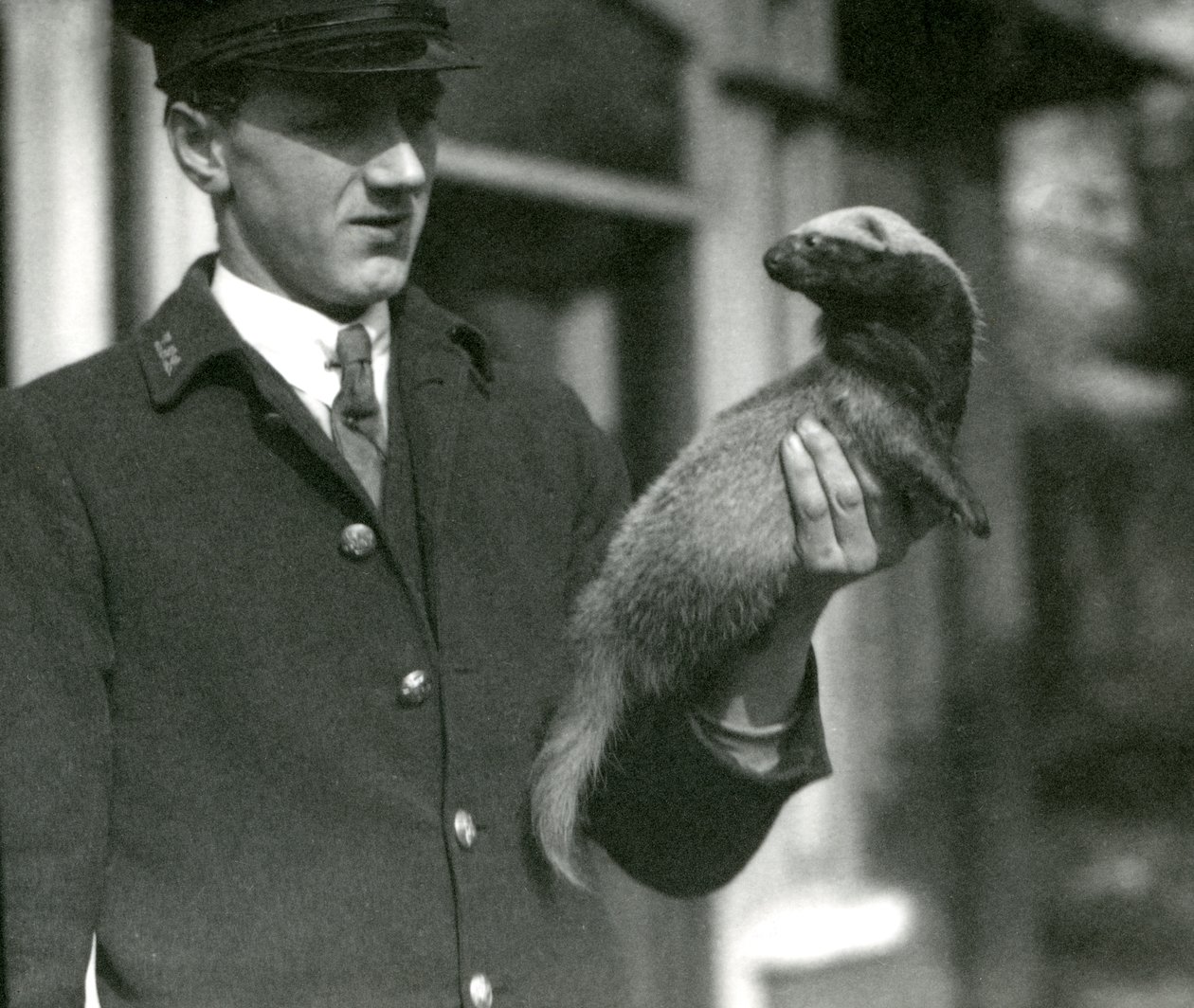 Keeper Leslie Flewin Holding a Grison, London Zoo, 1923 by Frederick William Bond