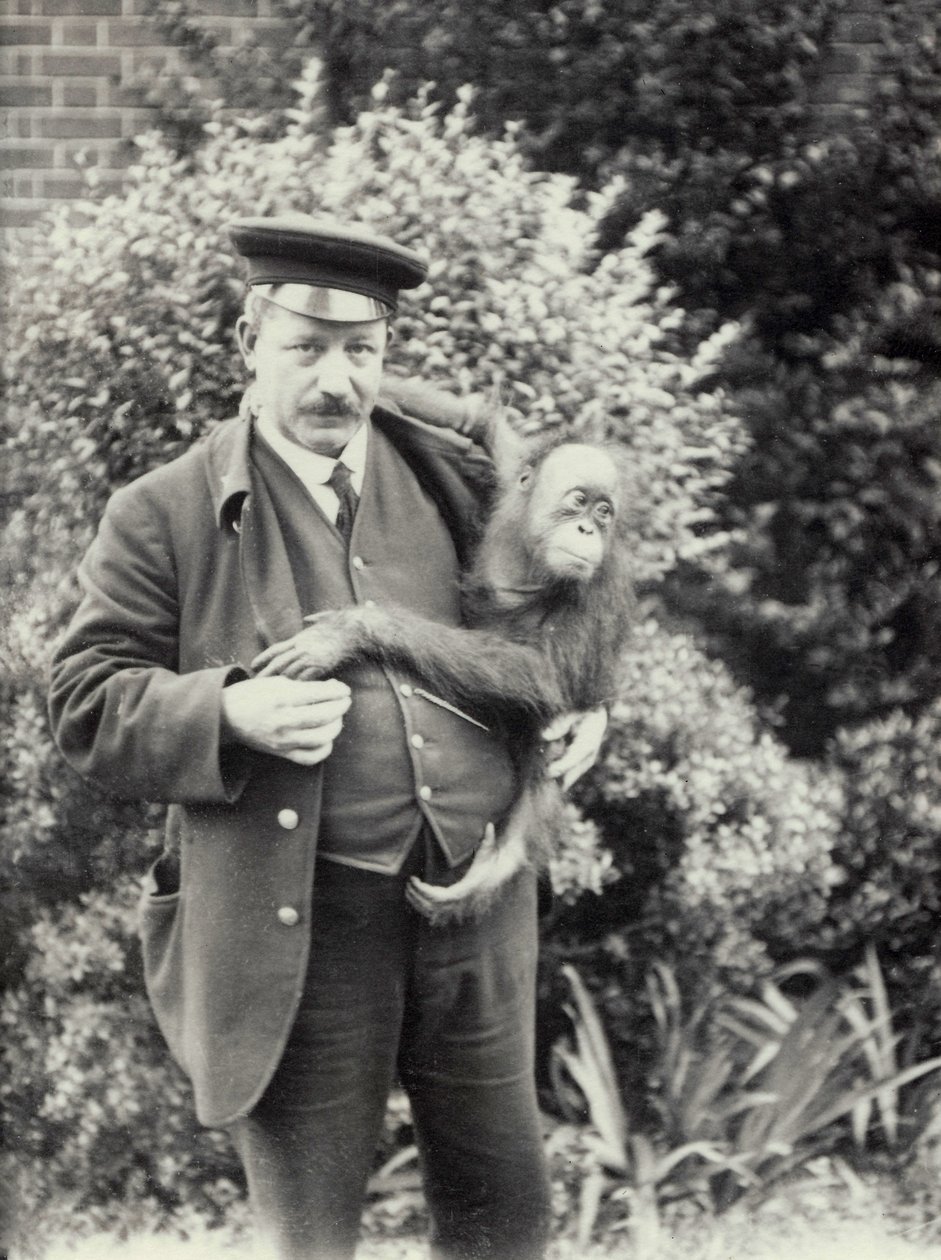 Keeper Z. Rodwell holding young Orangutan at London Zoo, October 1913 by Frederick William Bond